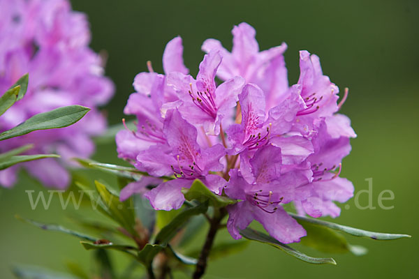 Pontische Alpenrose (Rhododendron ponticum)