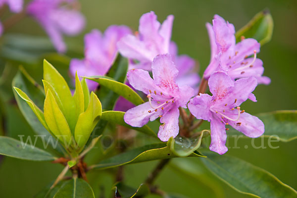 Pontische Alpenrose (Rhododendron ponticum)
