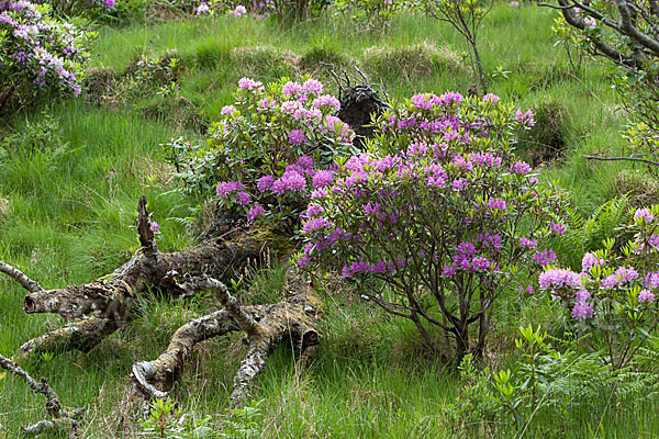 Pontische Alpenrose (Rhododendron ponticum)