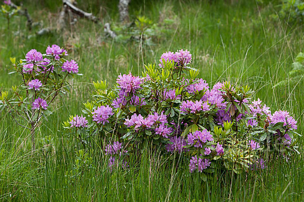 Pontische Alpenrose (Rhododendron ponticum)