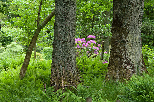 Pontische Alpenrose (Rhododendron ponticum)