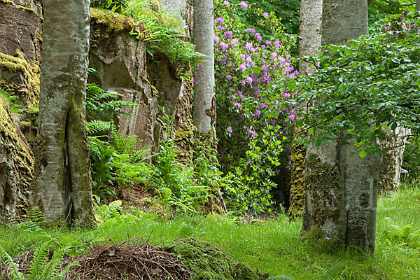 Pontische Alpenrose (Rhododendron ponticum)