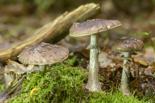 Porphyrbrauner Wulstling (Amanita porphyria)