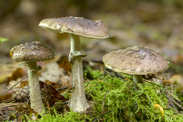 Porphyrbrauner Wulstling (Amanita porphyria)