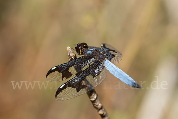 Portia Witwe (Palpopleura portia)