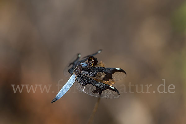 Portia Witwe (Palpopleura portia)