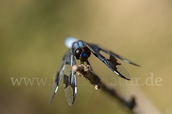 Portia Witwe (Palpopleura portia)