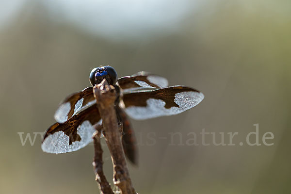 Portia Witwe (Palpopleura portia)