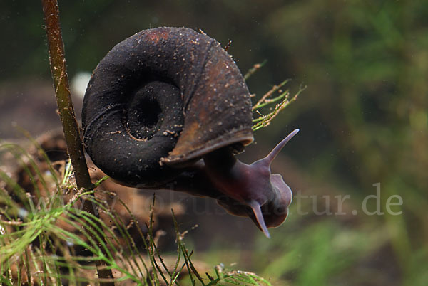 Posthornschnecke (Planorbarius corneus)