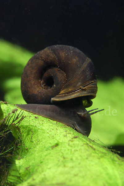 Posthornschnecke (Planorbarius corneus)