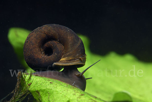 Posthornschnecke (Planorbarius corneus)