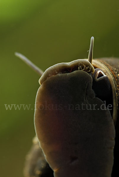 Posthornschnecke (Planorbarius corneus)