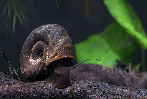 Posthornschnecke (Planorbarius corneus)