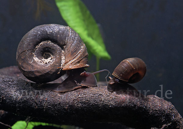 Posthornschnecke (Planorbarius corneus)