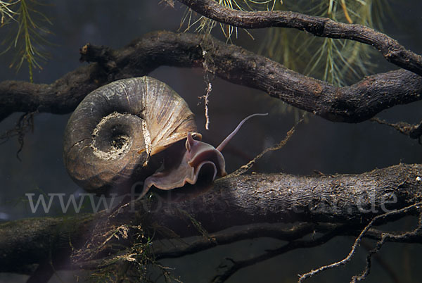 Posthornschnecke (Planorbarius corneus)