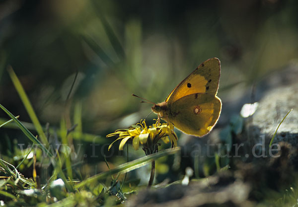 Postillon (Colias crocea)