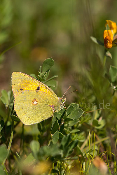 Postillon (Colias crocea)