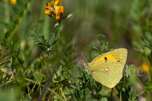 Postillon (Colias crocea)