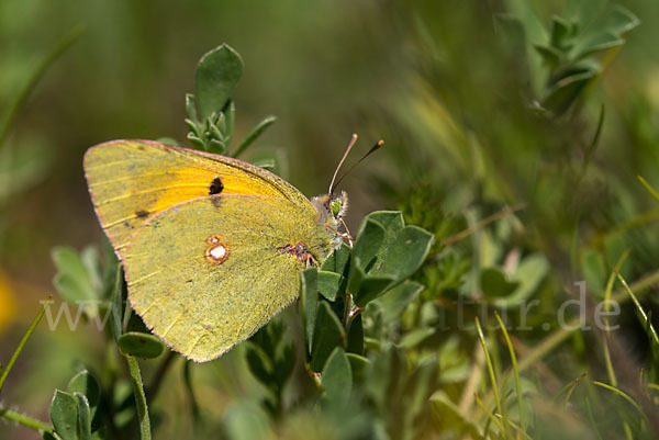 Postillon (Colias crocea)