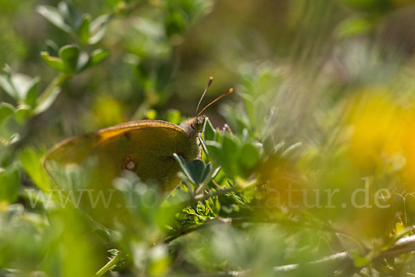 Postillon (Colias crocea)