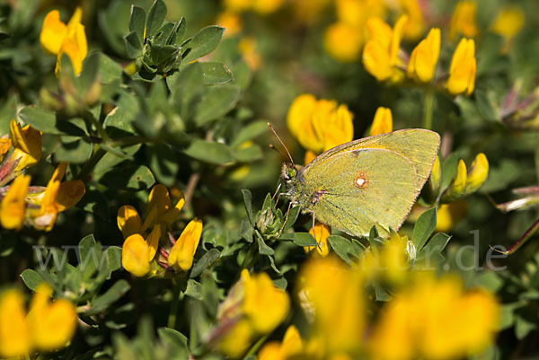 Postillon (Colias crocea)