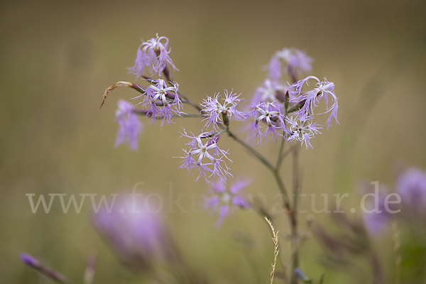 Pracht-Nelke (Dianthus superbus)