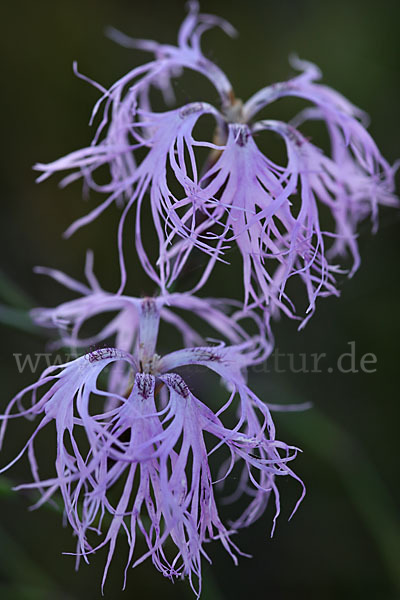 Pracht-Nelke (Dianthus superbus)