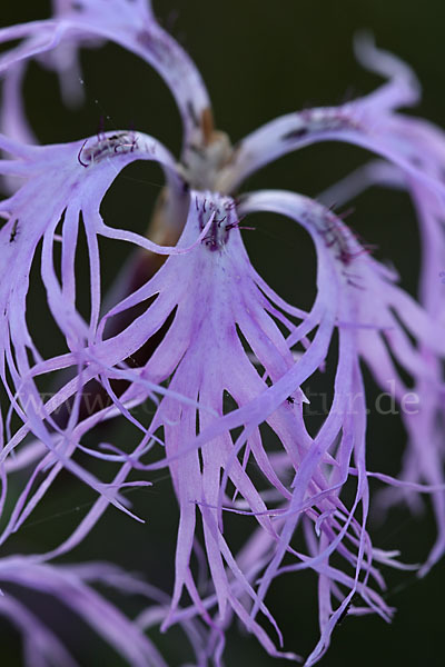 Pracht-Nelke (Dianthus superbus)