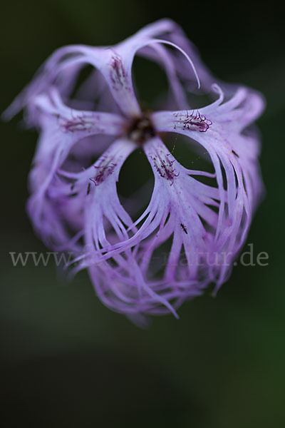 Pracht-Nelke (Dianthus superbus)