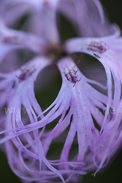 Pracht-Nelke (Dianthus superbus)