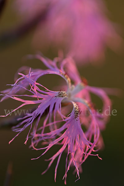 Pracht-Nelke (Dianthus superbus)