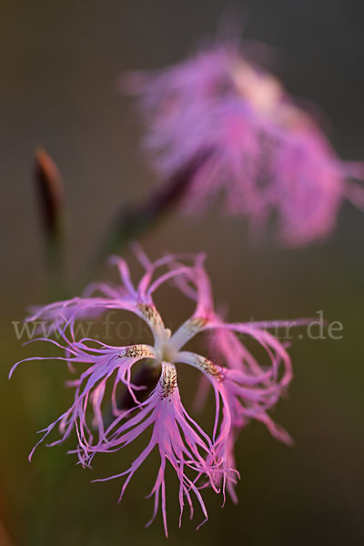 Pracht-Nelke (Dianthus superbus)