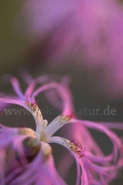 Pracht-Nelke (Dianthus superbus)