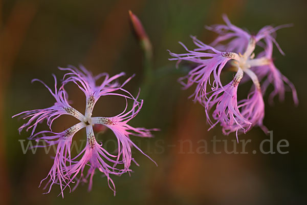 Pracht-Nelke (Dianthus superbus)