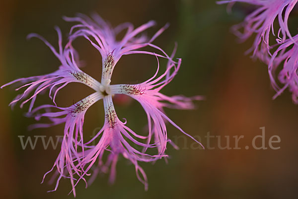 Pracht-Nelke (Dianthus superbus)