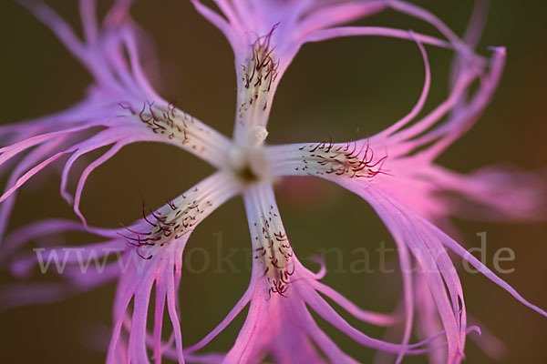 Pracht-Nelke (Dianthus superbus)