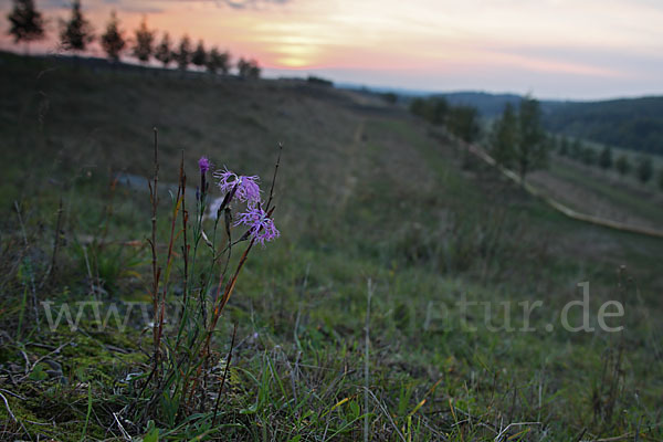 Pracht-Nelke (Dianthus superbus)