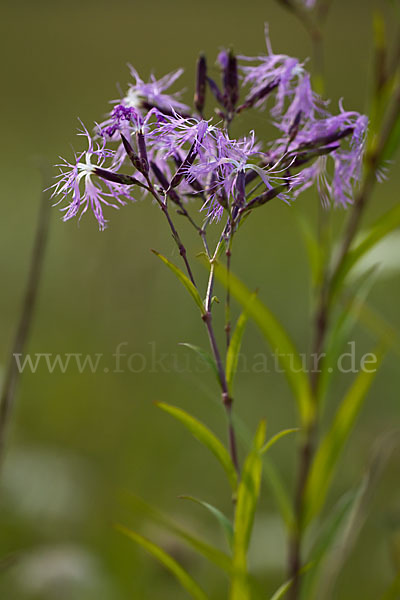 Pracht-Nelke (Dianthus superbus)