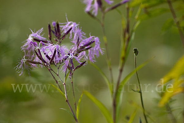 Pracht-Nelke (Dianthus superbus)