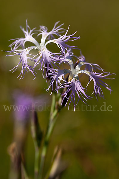 Pracht-Nelke (Dianthus superbus)