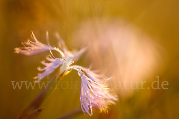 Pracht-Nelke (Dianthus superbus)