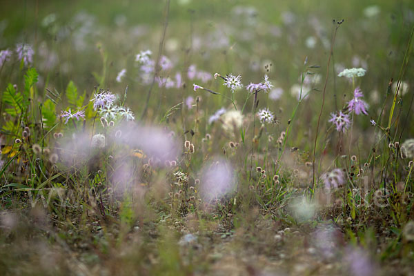 Pracht-Nelke (Dianthus superbus)