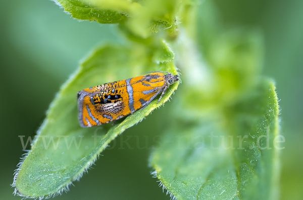 Pracht-Wickler (Olethreutes arcuella)