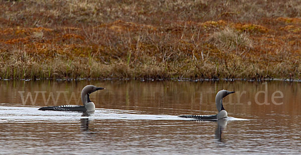 Prachttaucher (Gavia arctica)