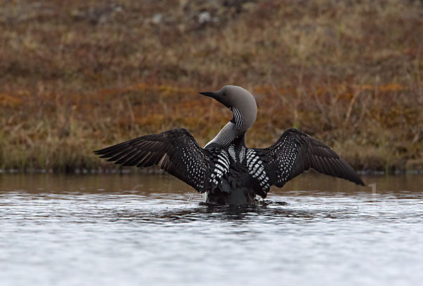 Prachttaucher (Gavia arctica)