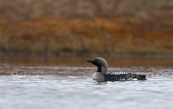 Prachttaucher (Gavia arctica)