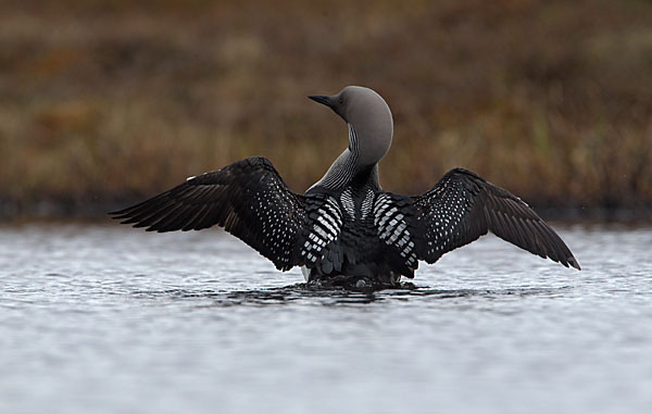 Prachttaucher (Gavia arctica)