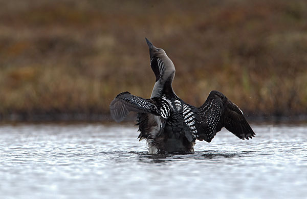 Prachttaucher (Gavia arctica)