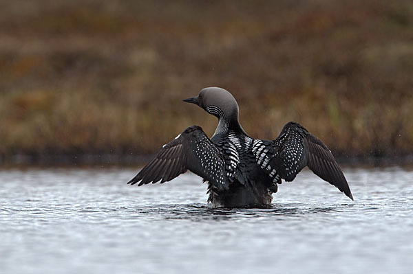 Prachttaucher (Gavia arctica)