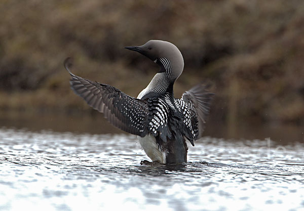 Prachttaucher (Gavia arctica)